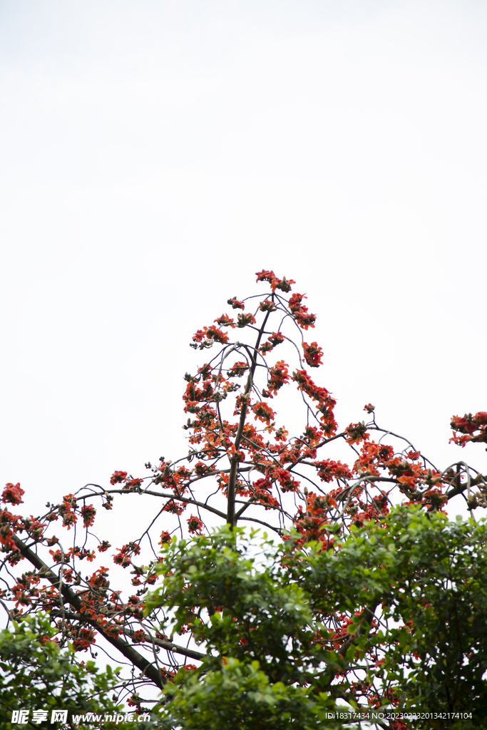  木棉花