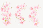 樱花  