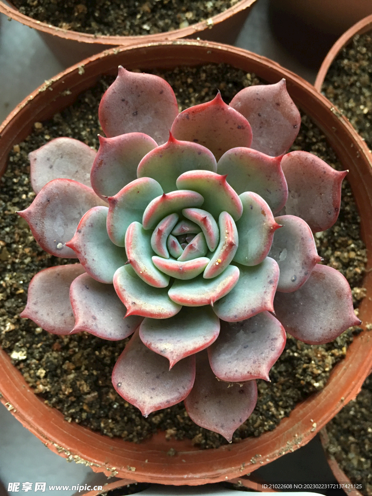 多肉植物