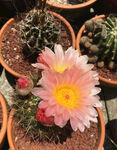 仙人球开花