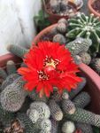 仙人球开花