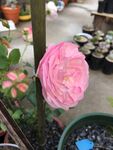 月季花