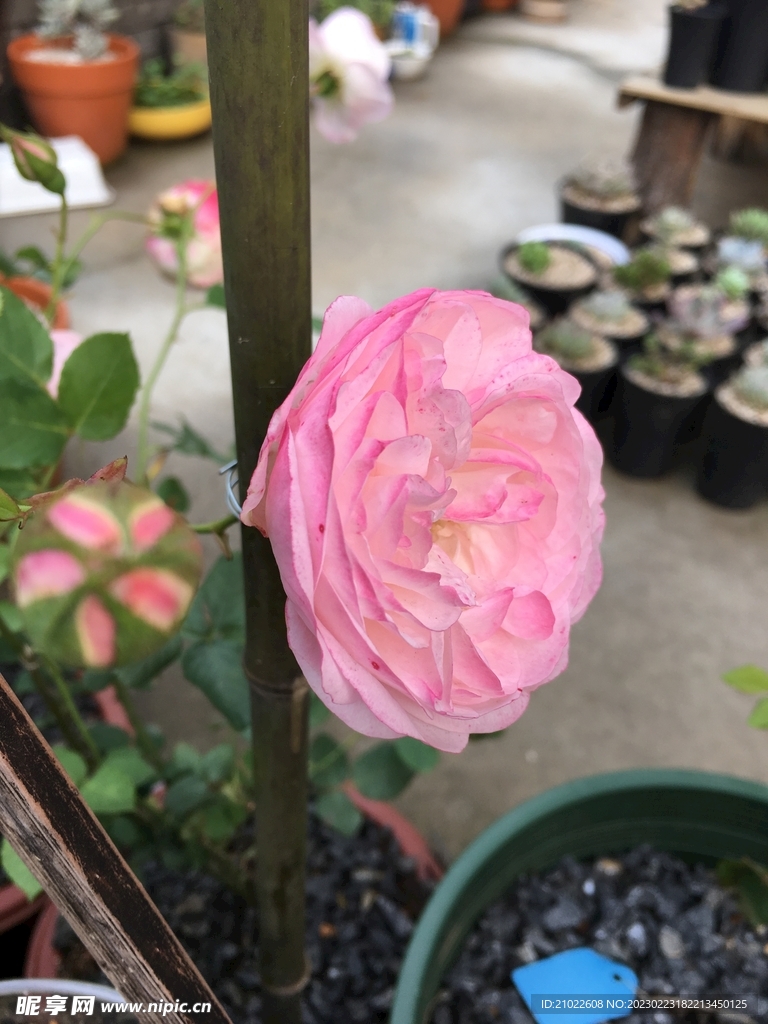 月季花