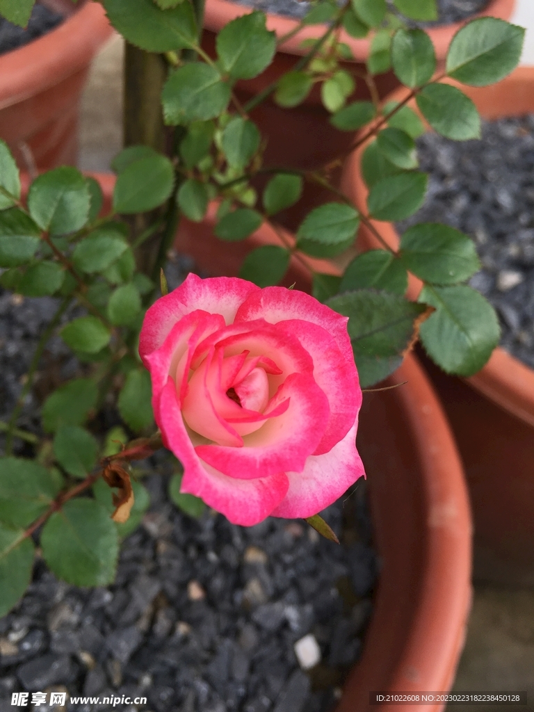 月季花