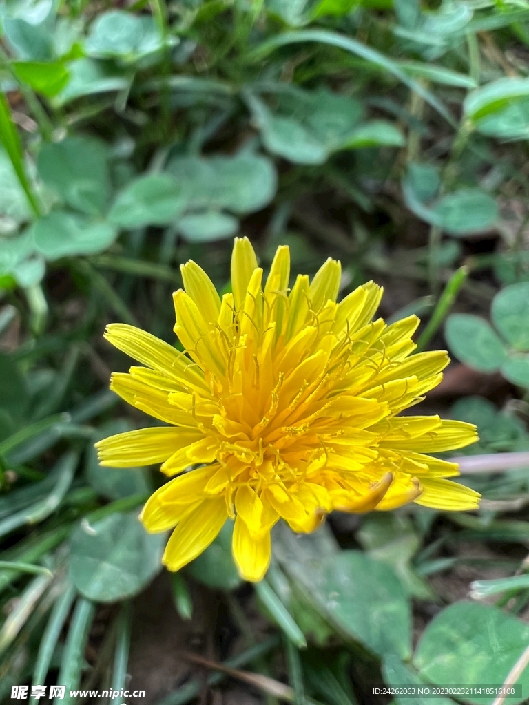 黄色花