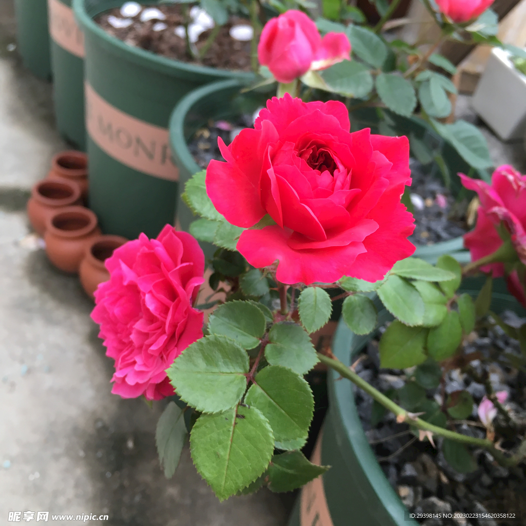 月季花