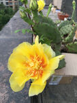 仙人掌开花