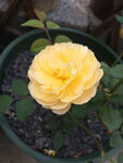 黄色月季花