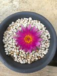 仙人球开花