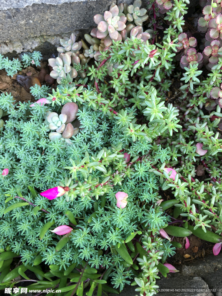 多肉植物