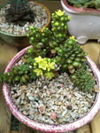 多肉植物