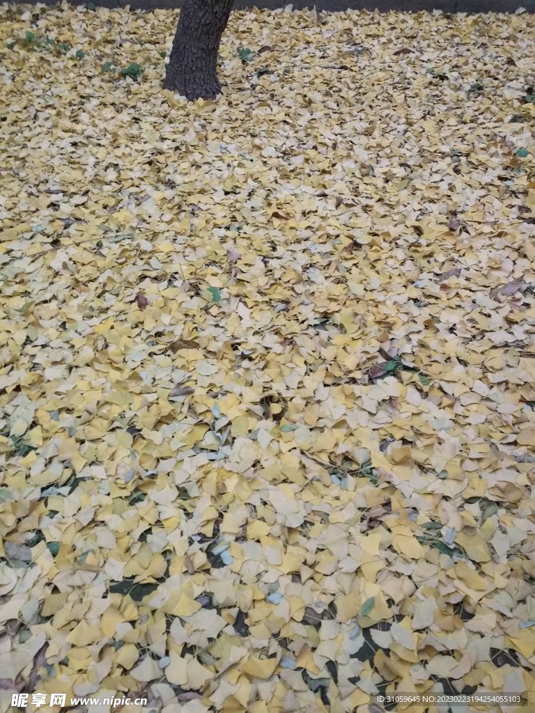 满地金黄的银杏叶