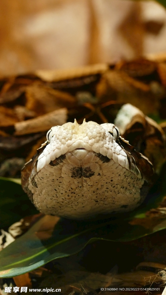 蛇