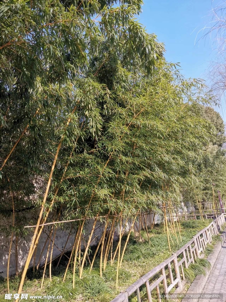 竹子