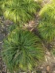 草