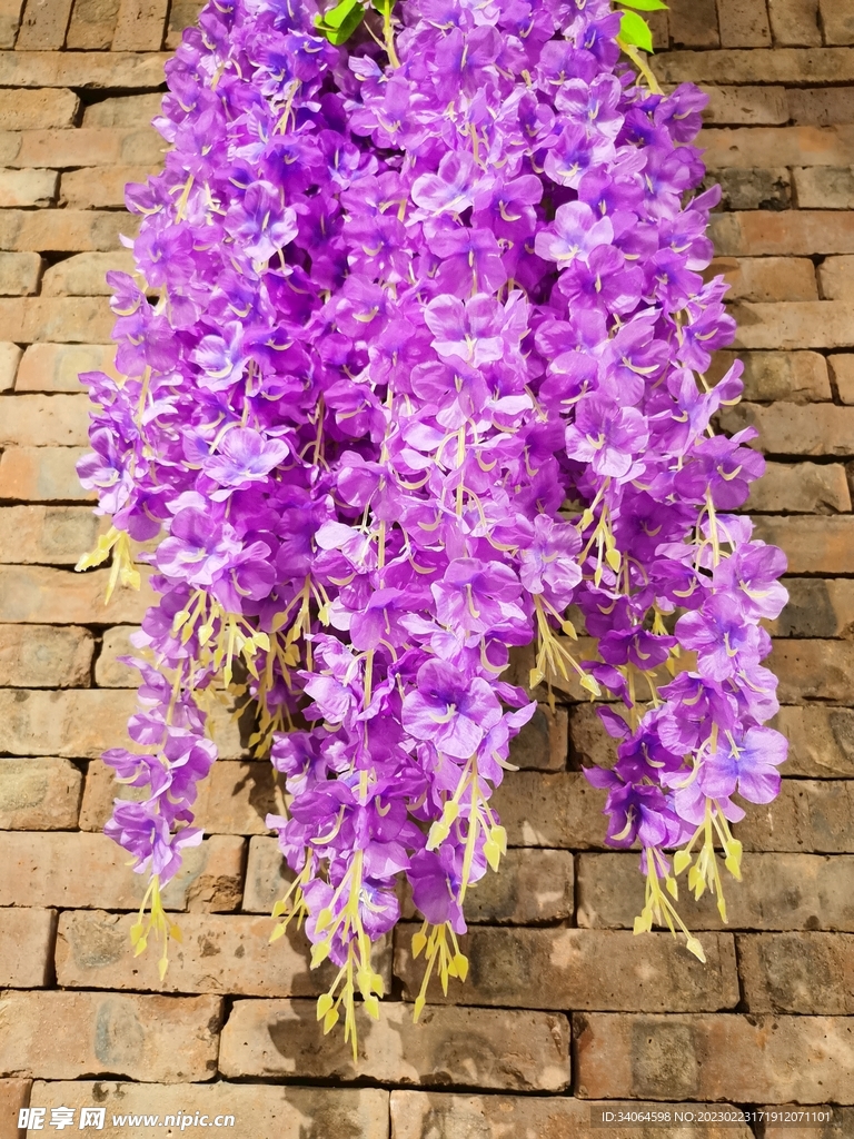 紫藤花儿
