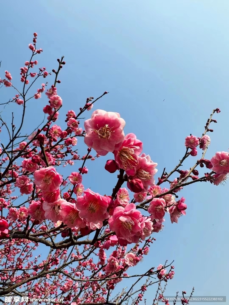 梅花