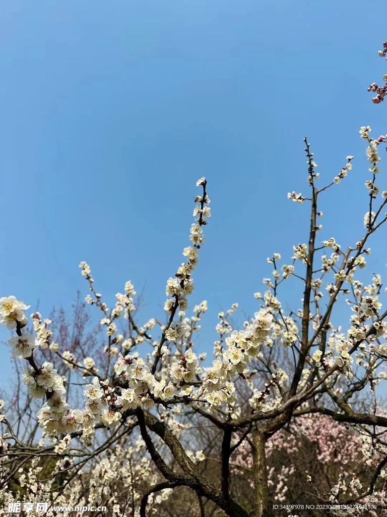 梅花 