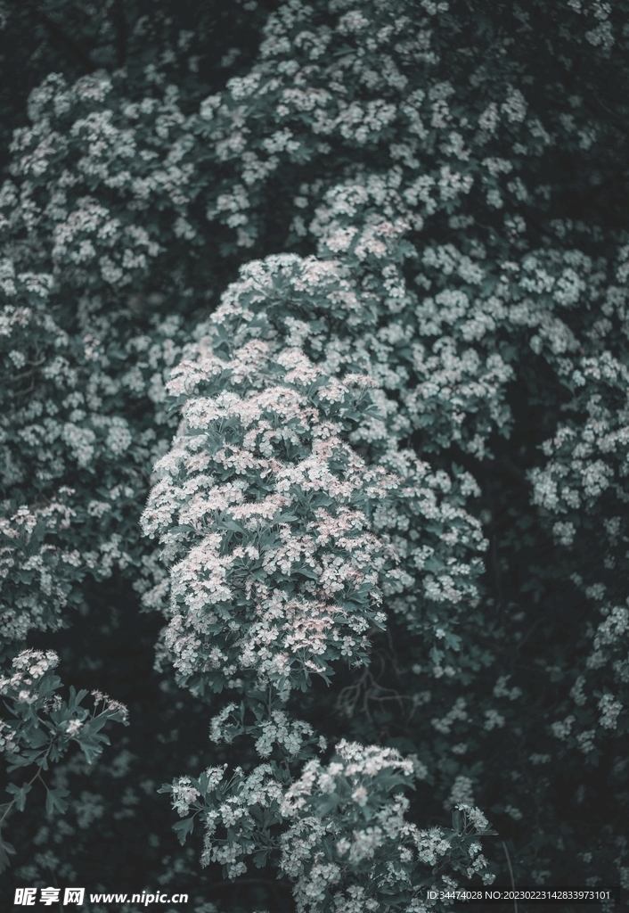 绿色植物