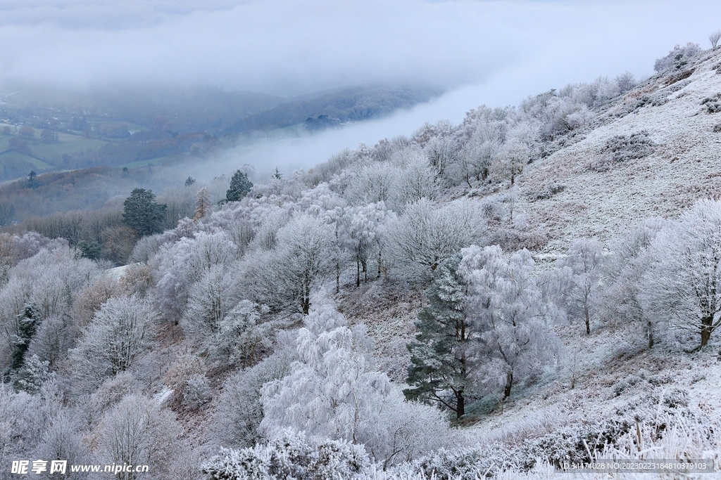 冬季雪松图