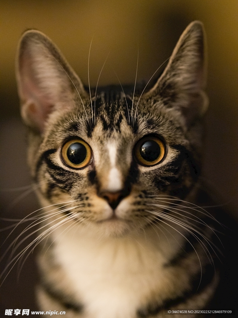 小猫