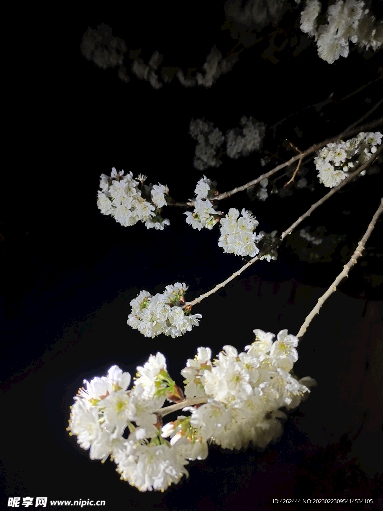 樱桃花开