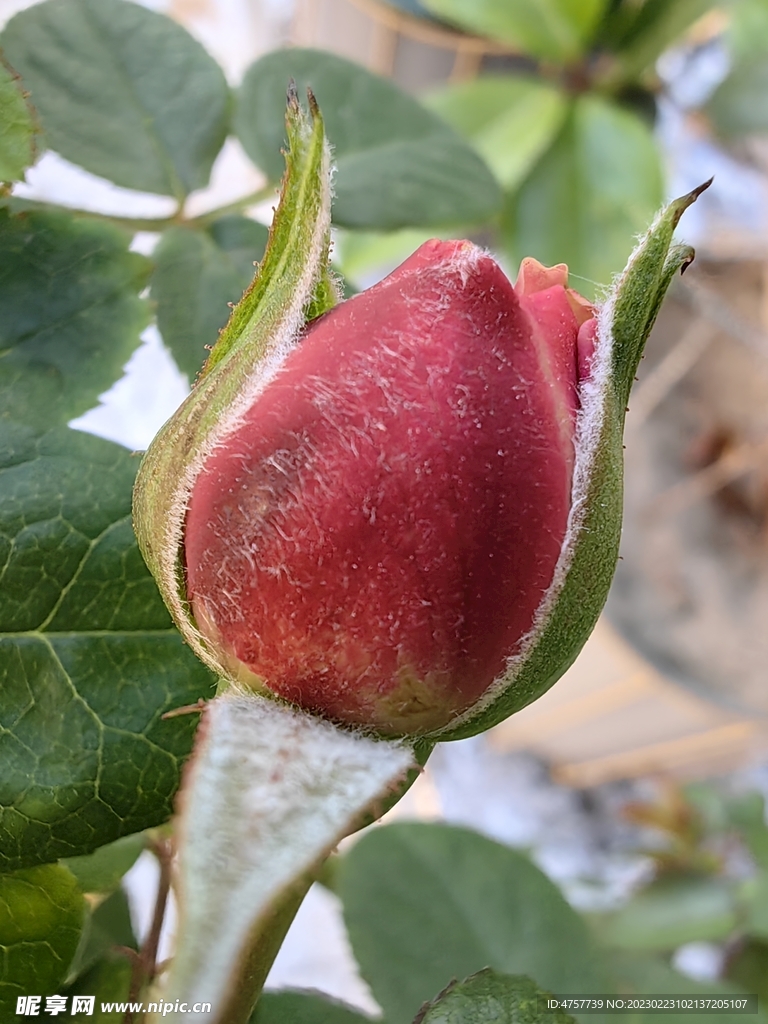 花
