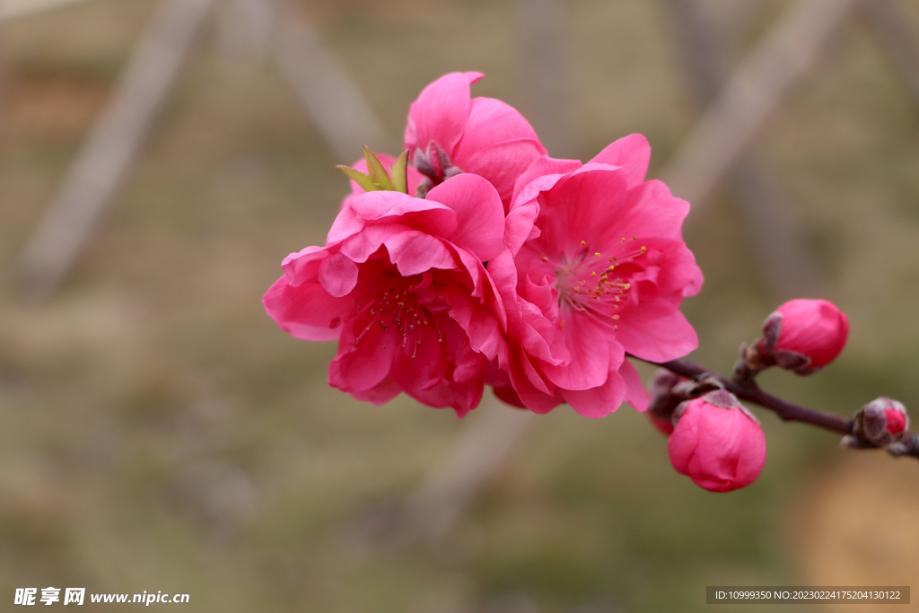 桃花