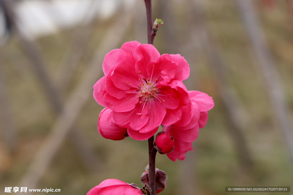 桃花