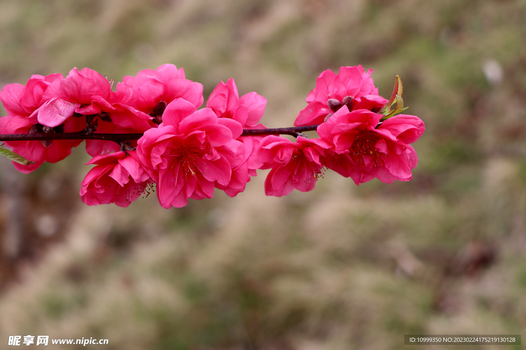 桃花