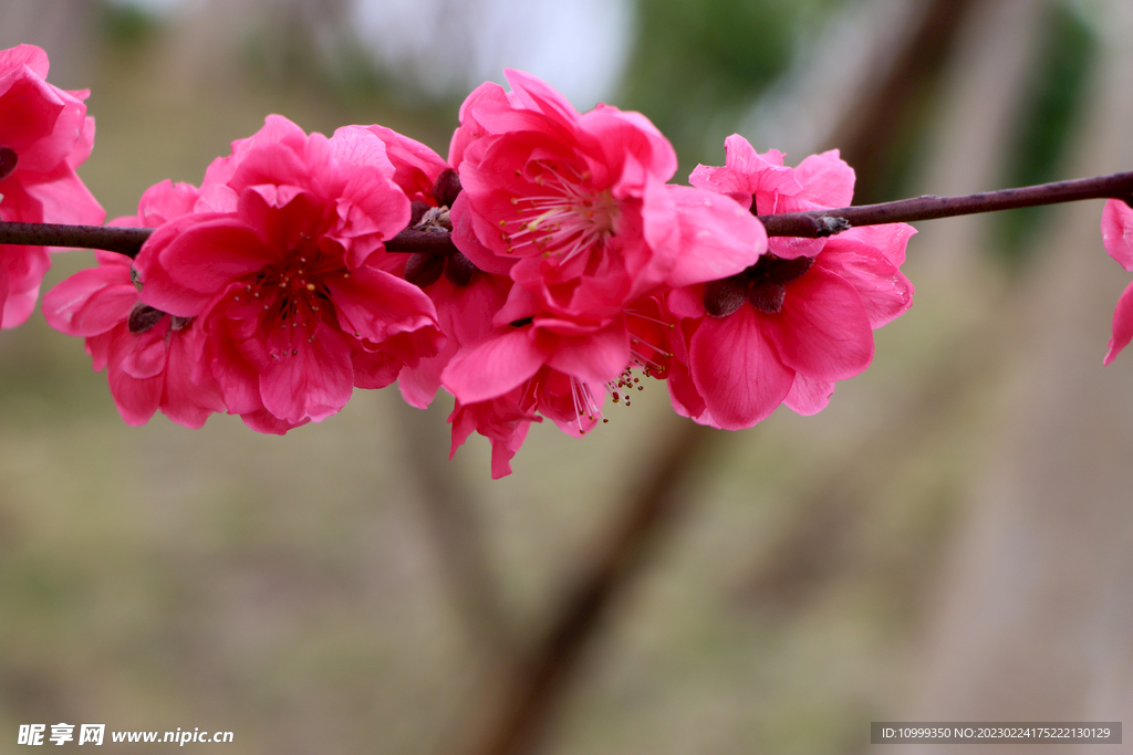 桃花