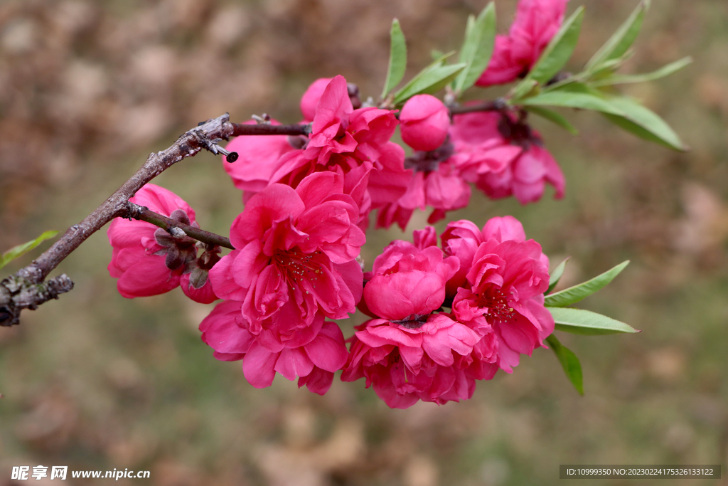 桃花
