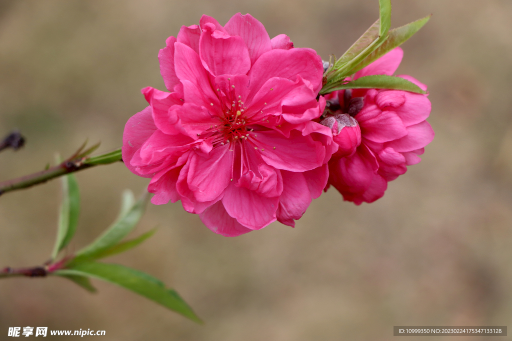 桃花