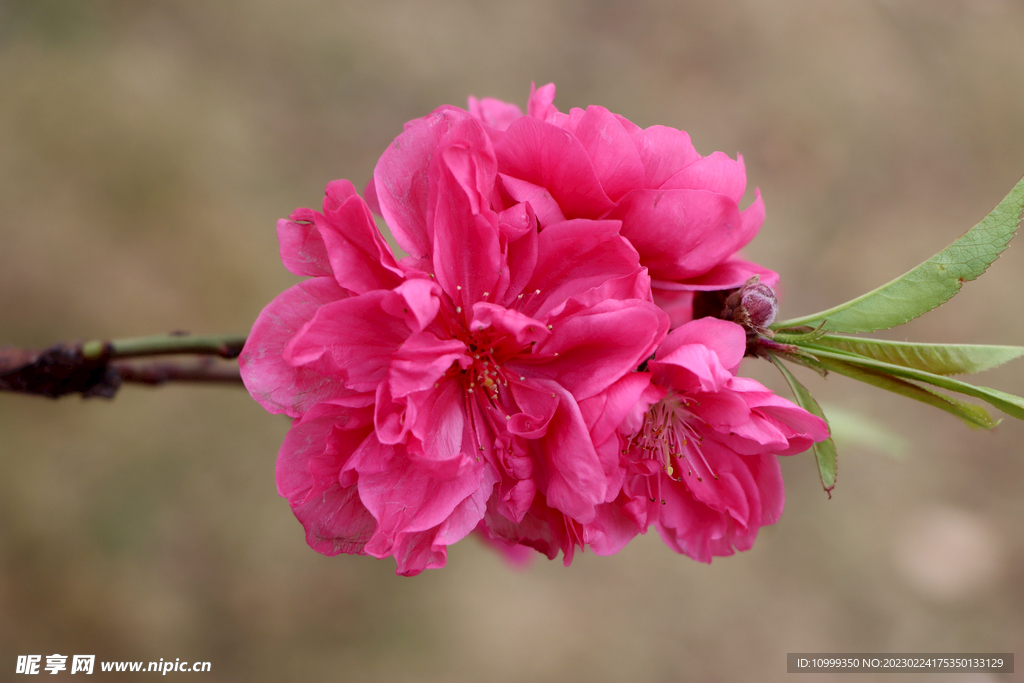 桃花