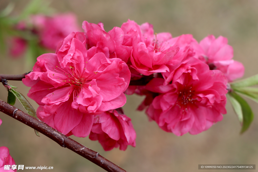 桃花