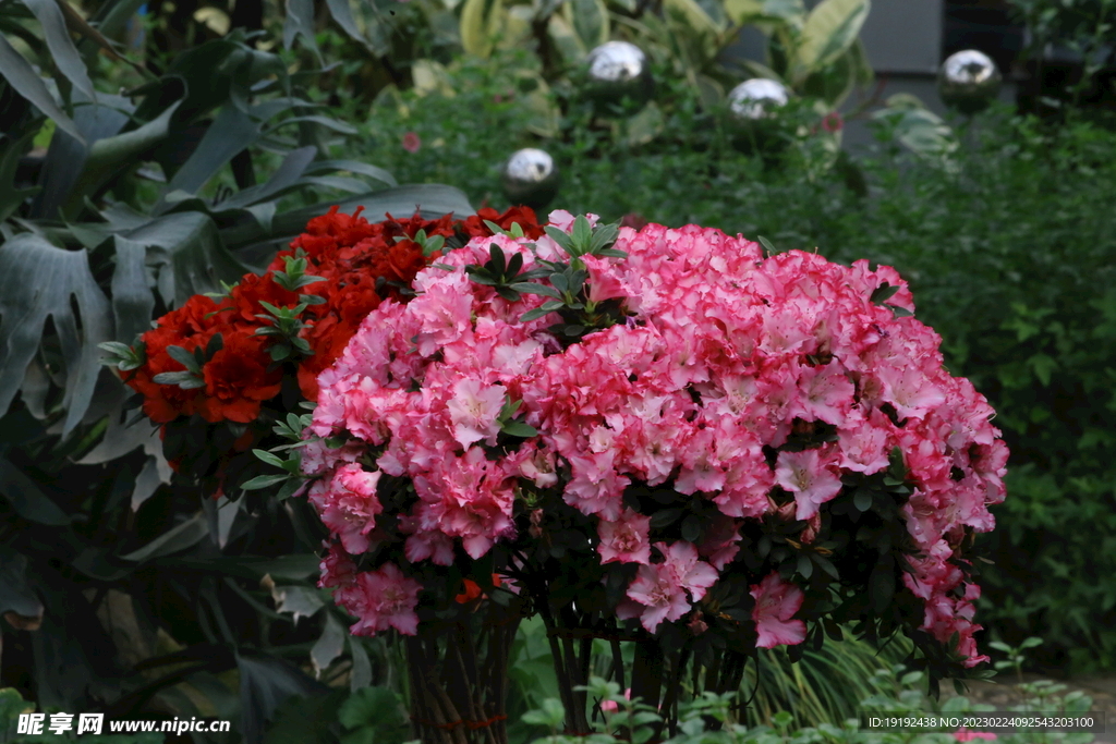 杜鹃花 