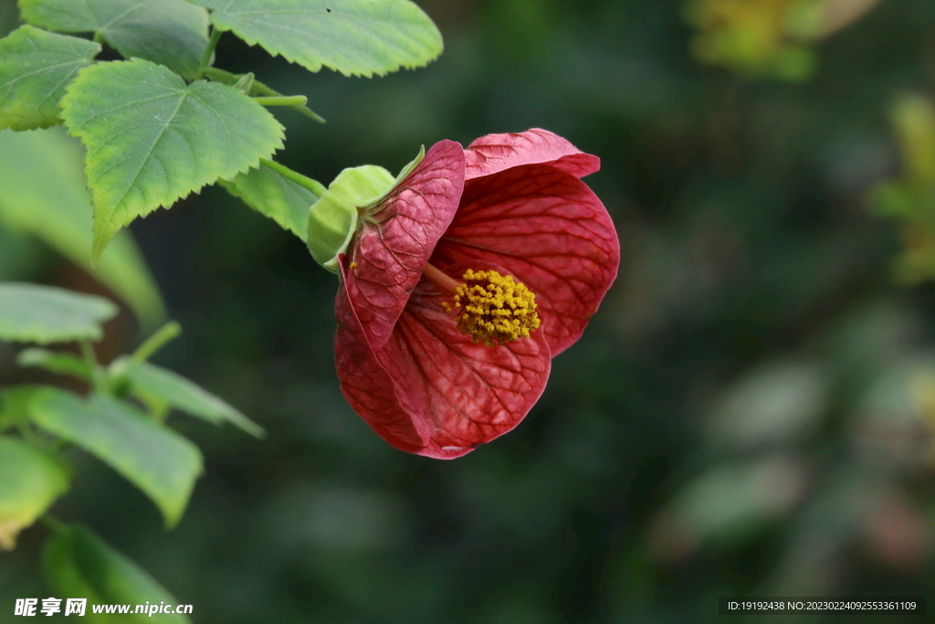  风铃花 