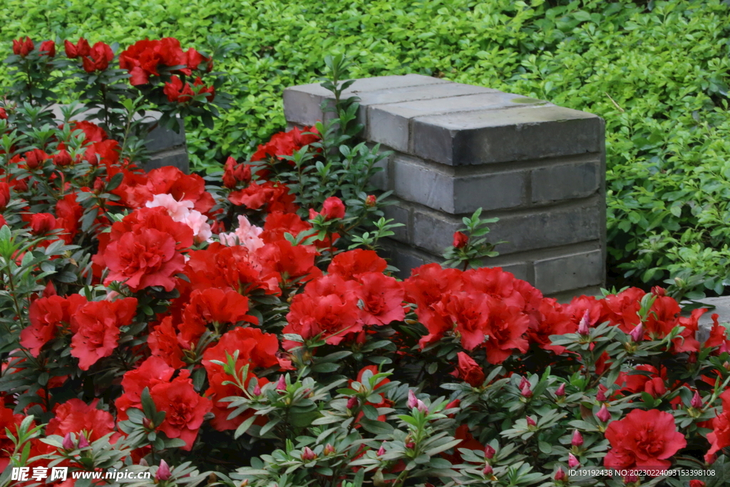 杜鹃花 