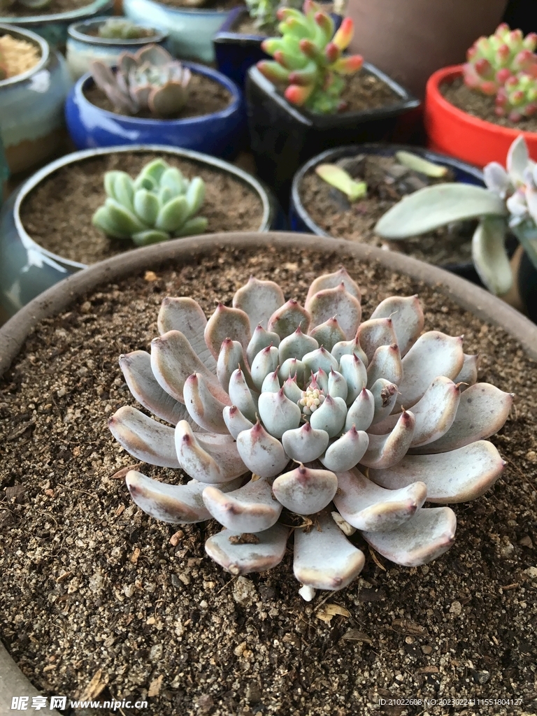 多肉植物