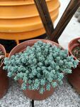 薄雪万年草