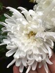 白色菊花