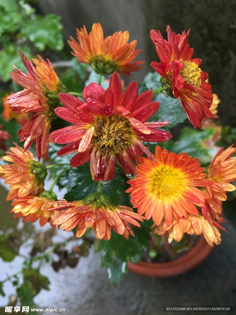 菊花