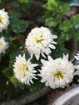 白色菊花