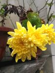 黄色菊花