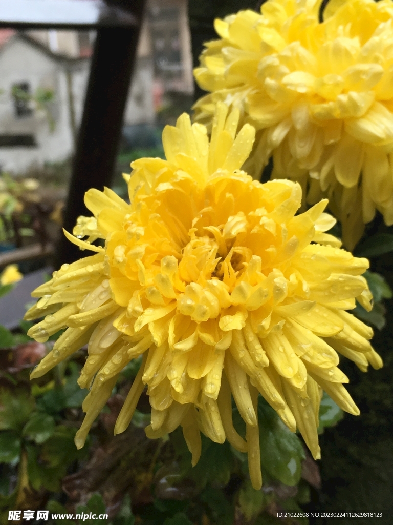 菊花