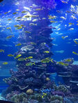 水族馆鱼群