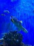 水族馆的鱼