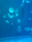 水母