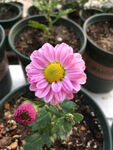 小雏菊