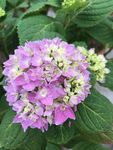 绣球花